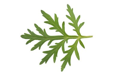 Mugwort ya da artemisia annua yeşil yaprakları kırpma yolu ile beyaz arkaplanda izole edilmiş..