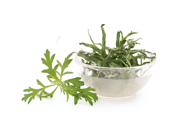 Fresh Dried Mugwort Artemisia Annua Leaves Isolated White Background — Stockfoto