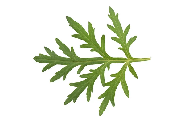 Mugwort Artemisia Annua Green Leaves Isolated White Background Clipping Path — 스톡 사진