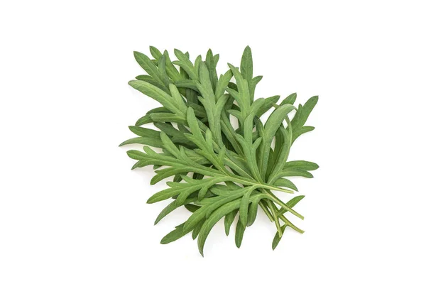 Mugwort Artemisia Annua Green Leaves Isolated White Background Top View — Fotografia de Stock