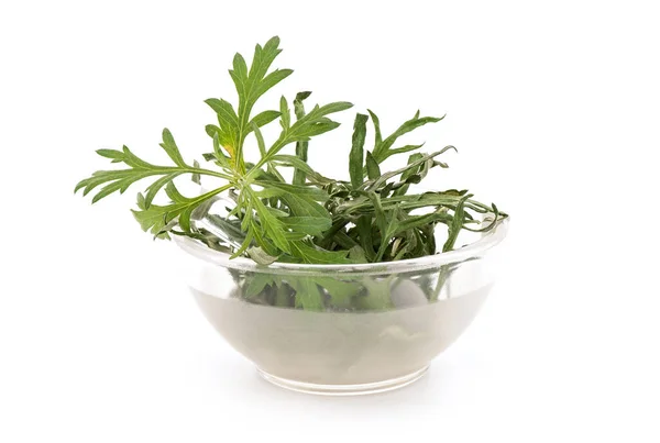 Čerstvé Sušené Mugwort Nebo Artemisia Annua Listy Izolované Bílém Pozadí — Stock fotografie