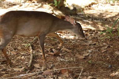 Hayvanat bahçesindeki genç bir geyiğin yakın çekimi.