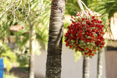 kırmızı meyveler bir ağaç dalında