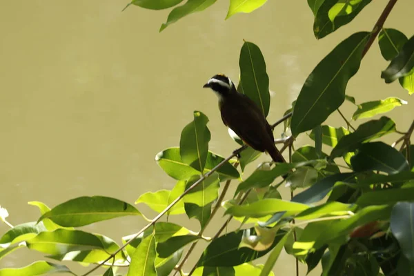 Oiseau Vert Sur Arbre — Photo