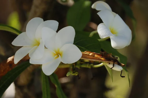Bahçedeki Beyaz Tesisatı Çiçeği — Stok fotoğraf