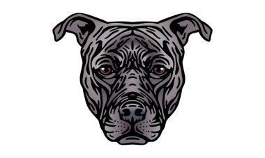 Amerikan Pitbull Terrier baş illüstrasyonu, vektör, el çizimi, ışık arka planında izole edilmiş.