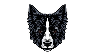Sınır Collie baş illüstrasyonu, vektör, el çizimi, ışık arkaplan üzerinde izole
