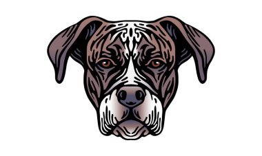 Boxer baş illüstrasyonu, vektör, el çizimi, ışık arkaplan üzerinde izole