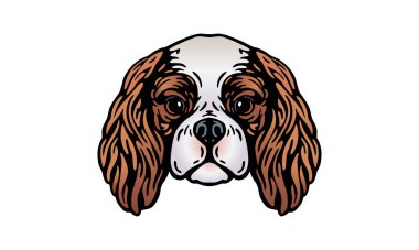 Şövalye Kral Charles Spaniel baş illüstrasyon, vektör, el çizimi, ışık arkaplan izole