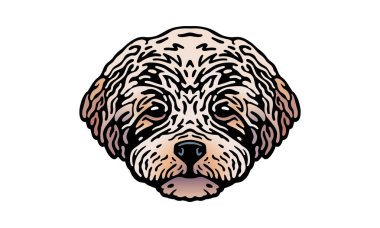 Maltipoo baş illüstrasyonu, vektör, el çizimi, ışık arka planında izole edilmiş