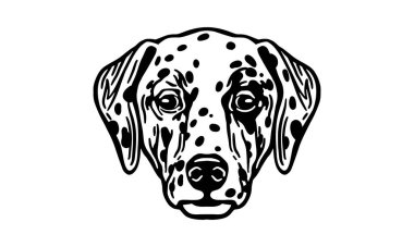 Dalmaçyalı baş illüstrasyon, vektör, el çizimi, siyah beyaz, ışık arkaplan üzerinde izole