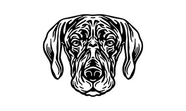 Alman Shorthaired Pointer baş illüstrasyonu, vektör, el çizimi, siyah beyaz, aydınlık arkaplan üzerinde izole