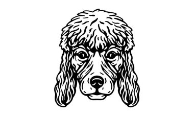 Kaniş başı illüstrasyonu, vektör, el çizimi, siyah beyaz, ışık arka planında izole edilmiş.