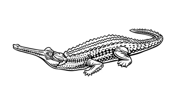 Gharial Sfondo Bianco Vettore Logo Illustrazione Segno Emblema — Vettoriale Stock