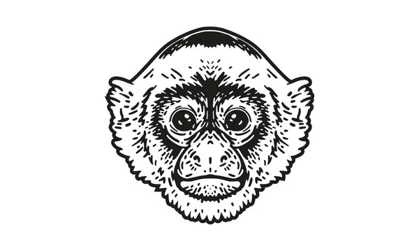 Ilustración Cabeza Capuchina Vector Dibujado Mano Aislado Sobre Fondo Claro — Vector de stock