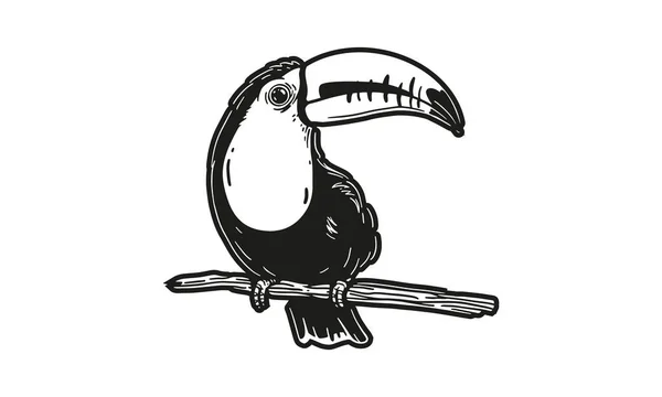 Illustrazione Tucano Vettore Disegnato Mano Isolato Sfondo Chiaro — Vettoriale Stock