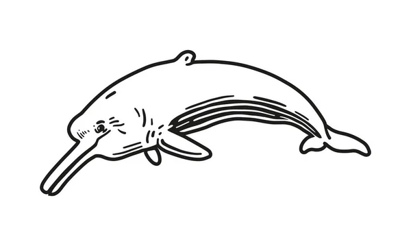 Delfín Del Río Ilustración Vector Dibujado Mano Aislado Sobre Fondo — Vector de stock