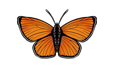 Kıt bakır çizimi, vektör, el çizimi, ışık arkaplan üzerinde izole