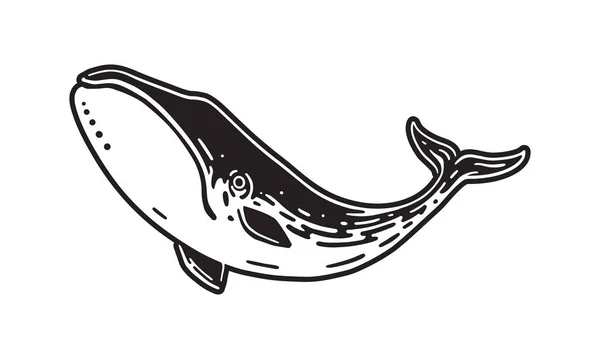 혹등고래의 손으로 배경으로 고립됨 — 스톡 벡터