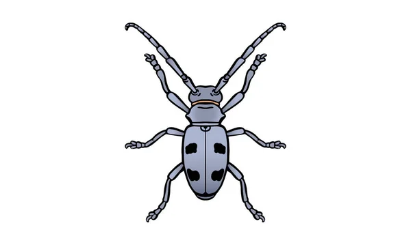 Beech Longhorn Escarabajo Ilustración Vector Dibujado Mano Aislado Sobre Fondo — Vector de stock