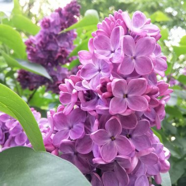 Bulanık arka planda güzel leylak çiçekleri. Bahçede mor ortanca deseni var..