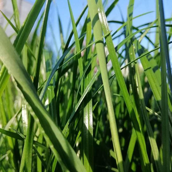 Green Grass Flora Environment — Stock Photo, Image