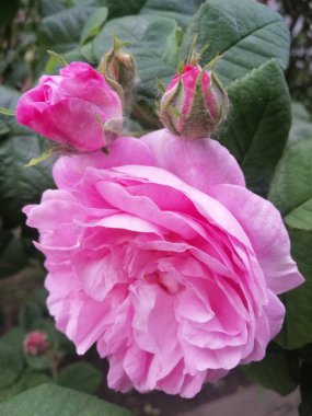 Bahçede narin renkte çay gülü