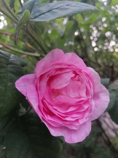 Τσάι Τριαντάφυλλο Του Λεπτού Χρώματος Στον Κήπο — Φωτογραφία Αρχείου