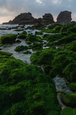 scenic view of coast green mossy stones near ocean in portugal  clipart