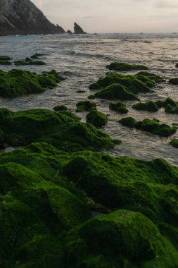 Portekiz 'de okyanus yakınlarındaki yeşil yosunlu taşların manzarası 