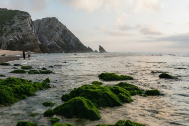 back view of couple walking on beach with green mossy stones in ocean on foreground clipart