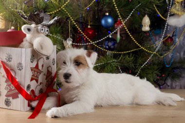 Beyaz tüylü köpek yavrusu Jack Russell hediye kutusunun yanında duruyor. Üstünde Noel geyiği var.
