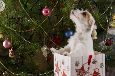 Küçük beyaz köpek hediye kutusunda boynunu uzatarak oturuyor. Sanki Noel ağacındaki süslemelere bakıyor gibi.