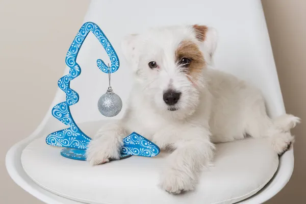 Pequeno Cão Branco Cadeira Branca Segurando Árvore Natal Decorativa Azul — Fotografia de Stock