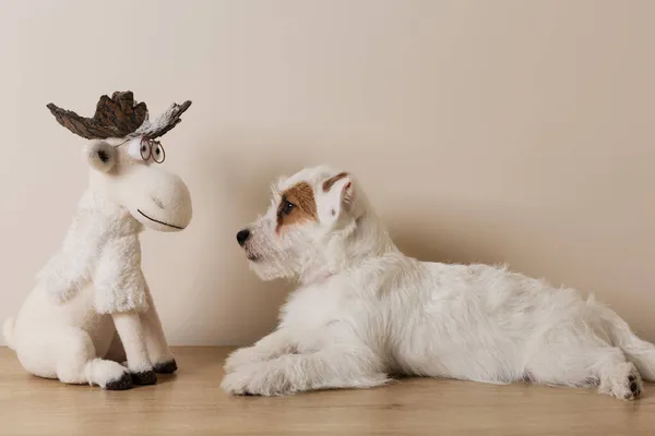 Branco Fofo Filhote Cachorro Jack Russell Deitado Frente Brinquedo Alce — Fotografia de Stock