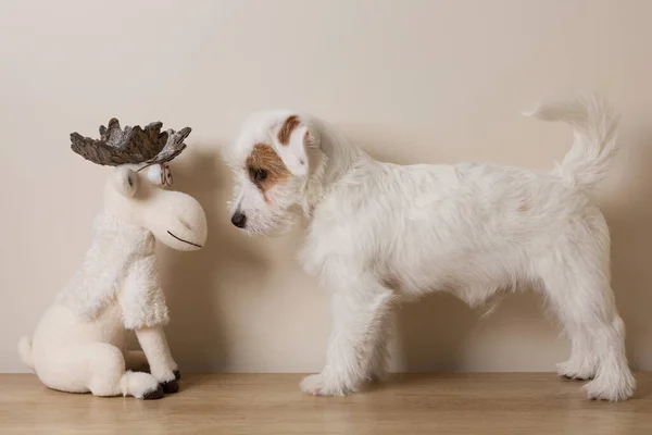 Cachorro Branco Fica Nariz Nariz Frente Alce Natal Olhando Para — Fotografia de Stock