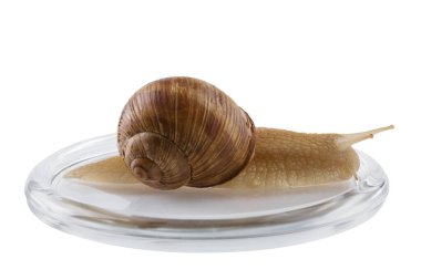 Büyük bir üzüm salyangozu cam bir tabağın üzerinde uzanıyor, sanki bir laboratuarda, konseptte, beyaz bir arka planda, izole edilmiş gibi.