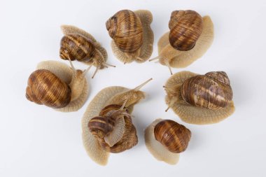 Yedi büyük ve bir küçük salyangoz bir daire içinde toplandı, sanki aile bir şey tartışıyormuş gibi, kavram, beyaz bir arka plan, düz yatıyordu