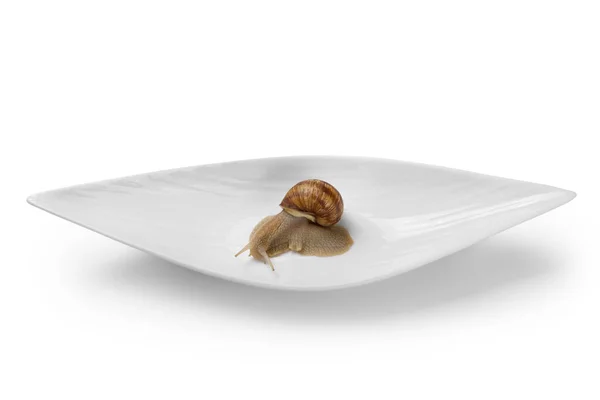 Live Snail Sitting Long White Plate Resembling Shape Boat White — Stock Photo, Image