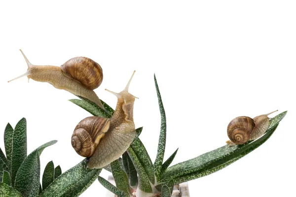 Tres Caracoles Grandes Sientan Sobre Hojas Aloe Como Una Granja — Foto de Stock