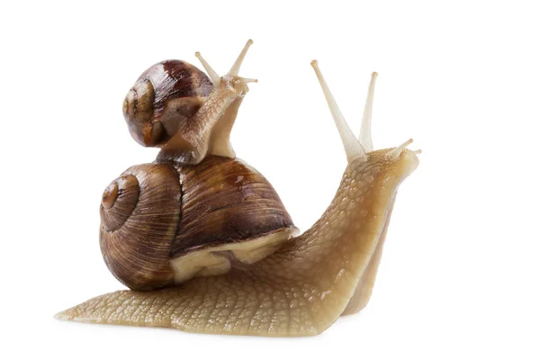 Caracol Grande Arrastra Caracol Pequeño Está Sentado Concha Concepto Sobre — Foto de Stock