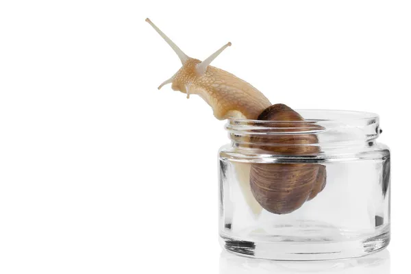 stock image snail climbs out of a transparent glass jar, looking up high, cosmetology concept with mucin, on a white background, isolate, copy space