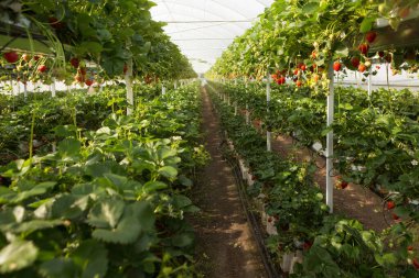 Çilek çalıları, çalılardan sarkan olgun böğürtlenler ve hasat konseptiyle bir seranın genel planı.