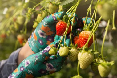 İş eldivenleri, çilek ekimi, seçici odak, konsept.
