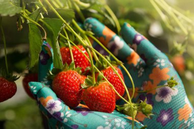 Hurma ağaçlarında, hasattan elde edilmiş bir çok meyve vardır.