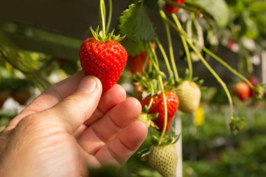 Erkek eli sallanan kırmızı bir çilek, makro fotoğraf.