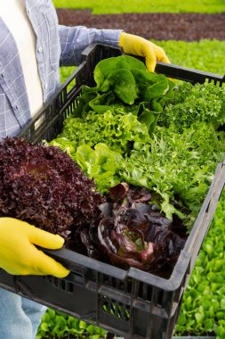 Çiftçinin elleri, yeşil marul bitkilerinin taze hasadı ile plastik bir kabı yeşil arka planda, yakın plan