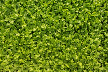 Yeşil marul yapraklarının doğal dokusu, üst manzara, yakın çekim.