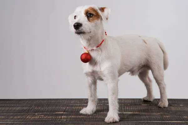 Branco Filhote Cachorro Jack Russell Chão Madeira Com Uma Bola — Fotografia de Stock