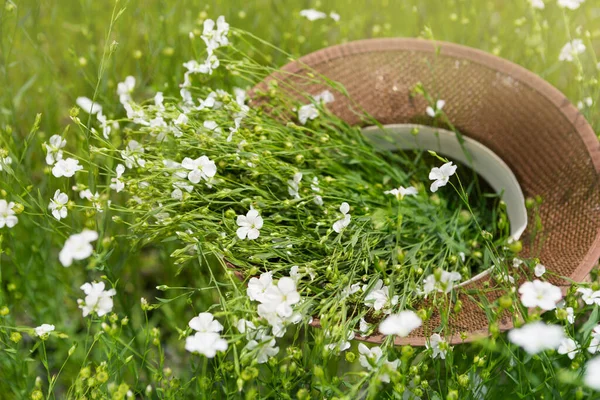 Hat Filled Bouquet Linen Flowers Lies Linen Field Concept Close — Stock Photo, Image